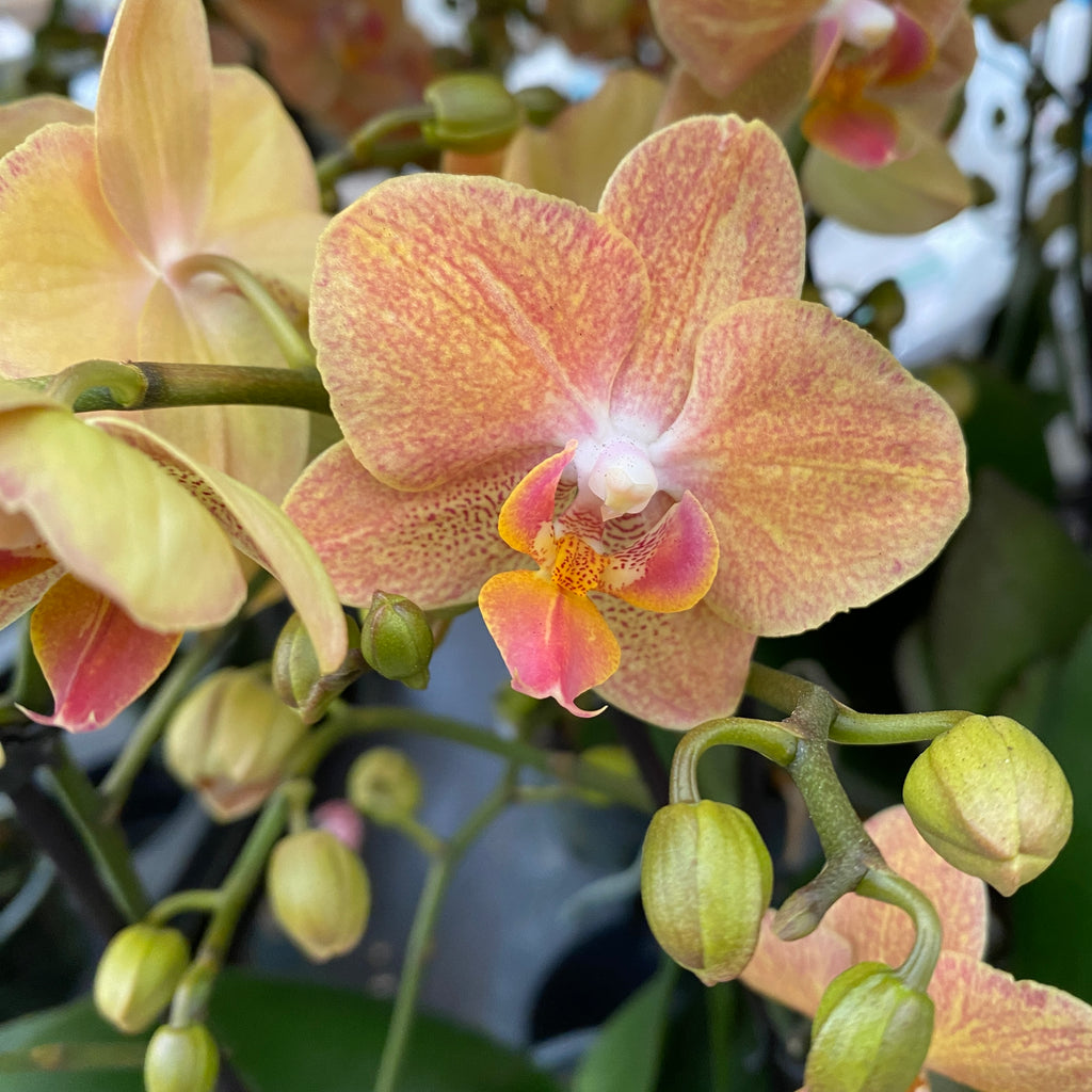 Phalaenopsis Goldrush