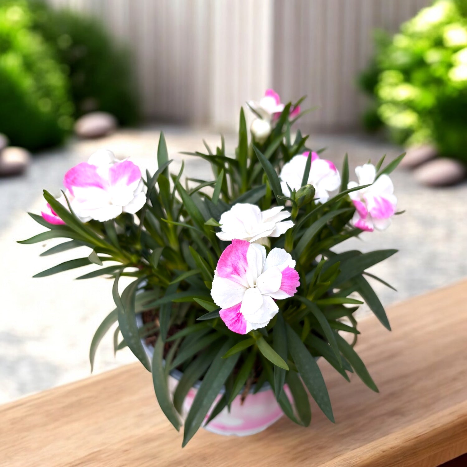 Dianthus ‘Sprint Pink & Proud’ - garofita perena cu flori parfumate, inflorire continua
