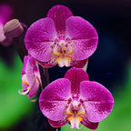 Phalaenopsis Splash Gordon