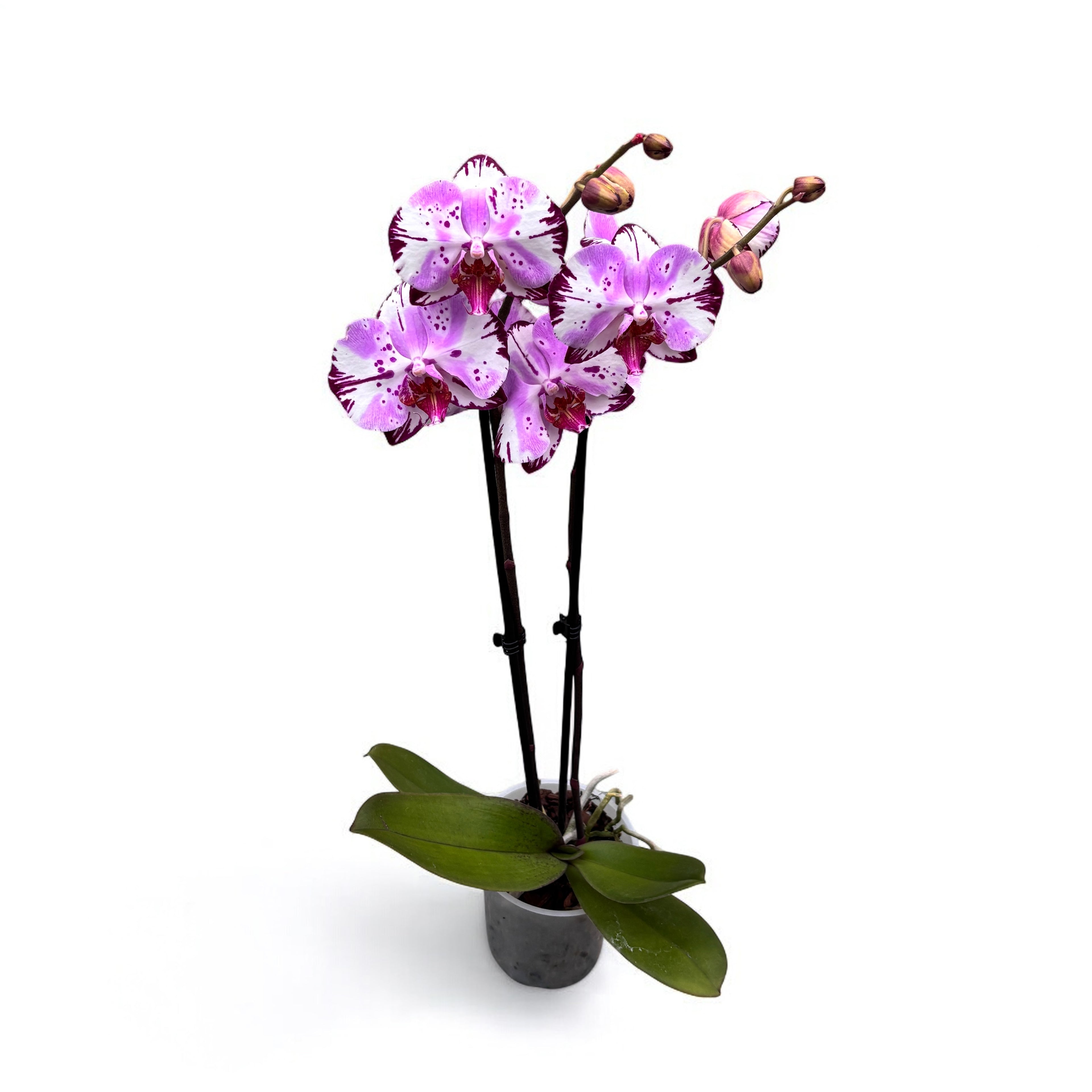 Phalaenopsis Magic Art