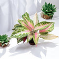 Aglaonema Starshining