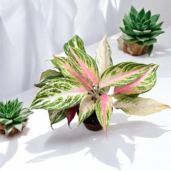 Aglaonema Starshining