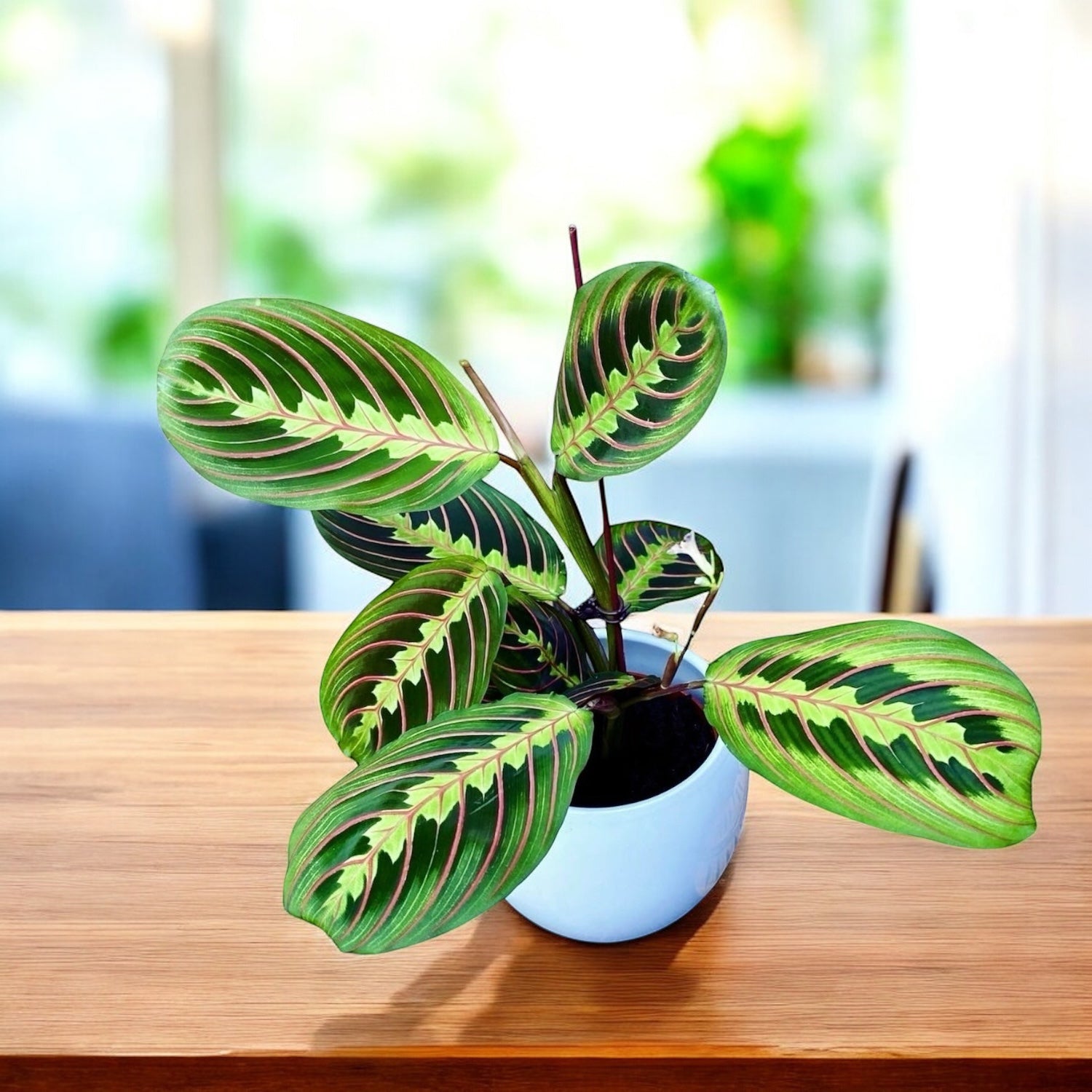 Maranta leuconeura var. erythroneura (Tricolor) - Planta care se roaga (Prayer plant)