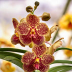 Vanda SUNANDA Retro Red (Ansu)