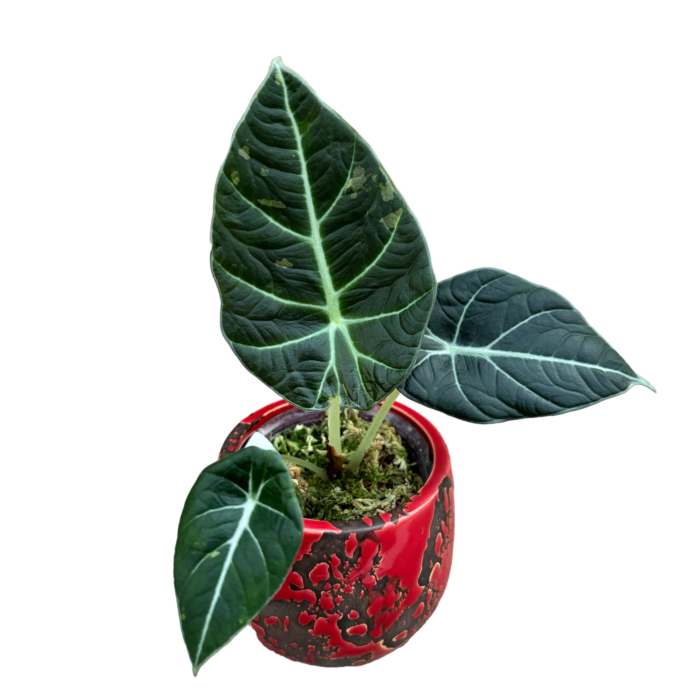 Alocasia reginula 'Black Velvet Variegata'