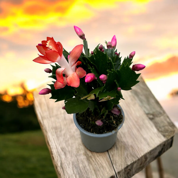 Schlumbergera 'Orange Flame' (Weihnachten) 2 Seiten