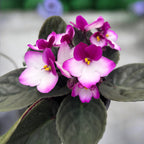 Saintpaulia Trendy Red - dvobojne ljubičice