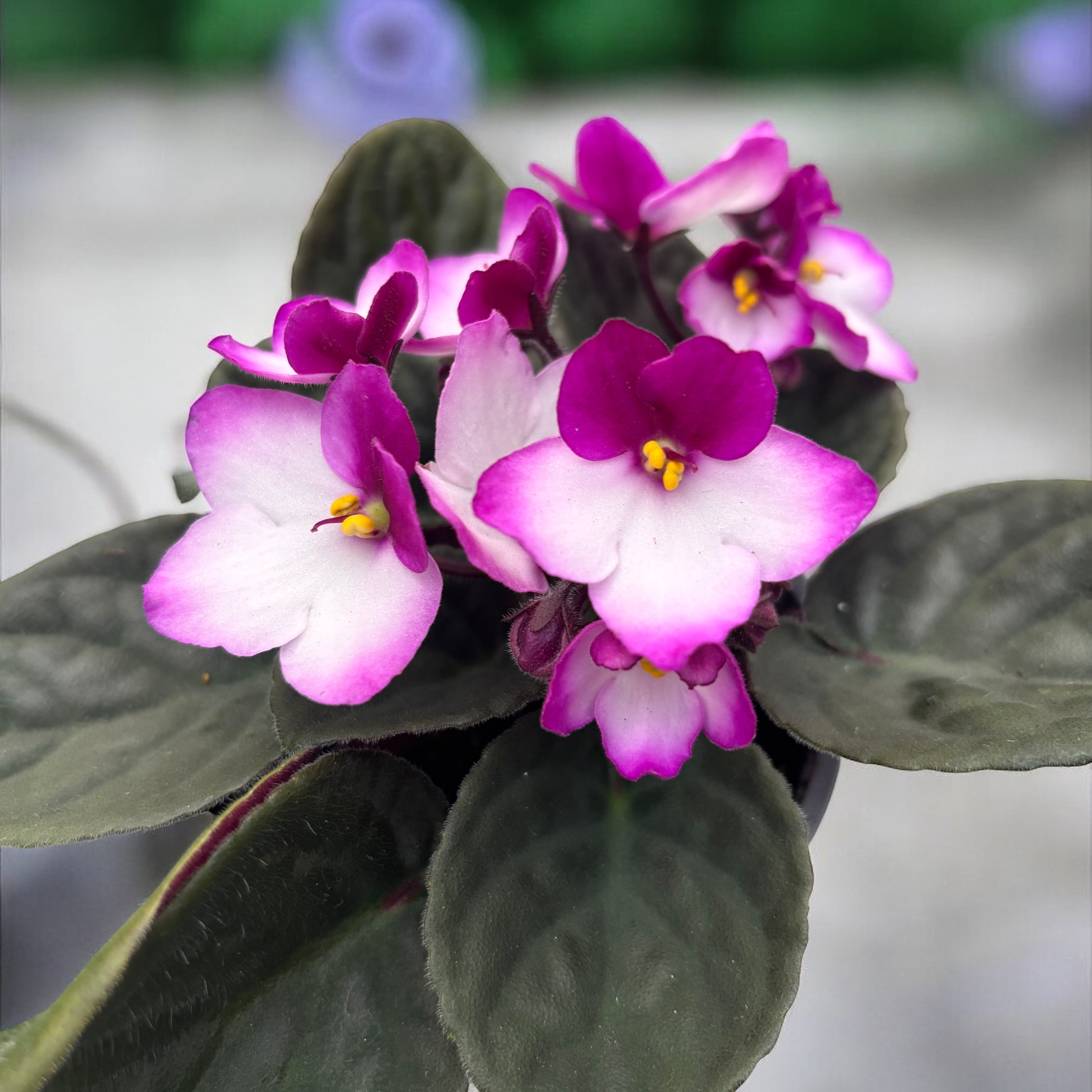 Saintpaulia Trendy Red - violete bicolore