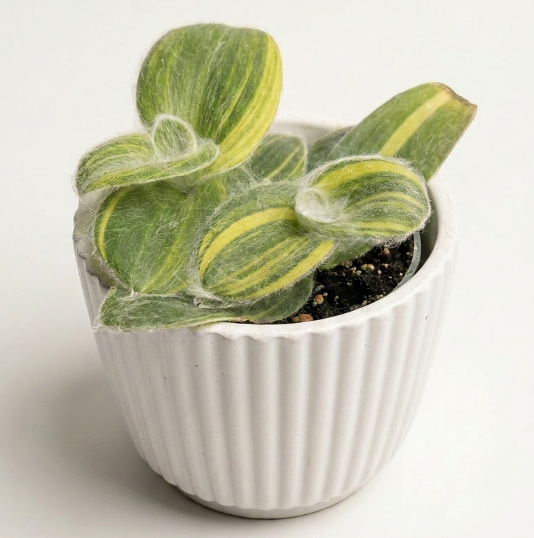 Tradescantia Sillamontana Variegata mlada rastlina