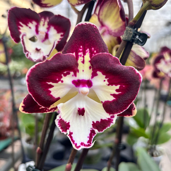 Phalaenopsis Champion Daruma big lip