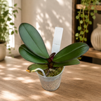 Phalaenopsis Miki Black Queen '3107'