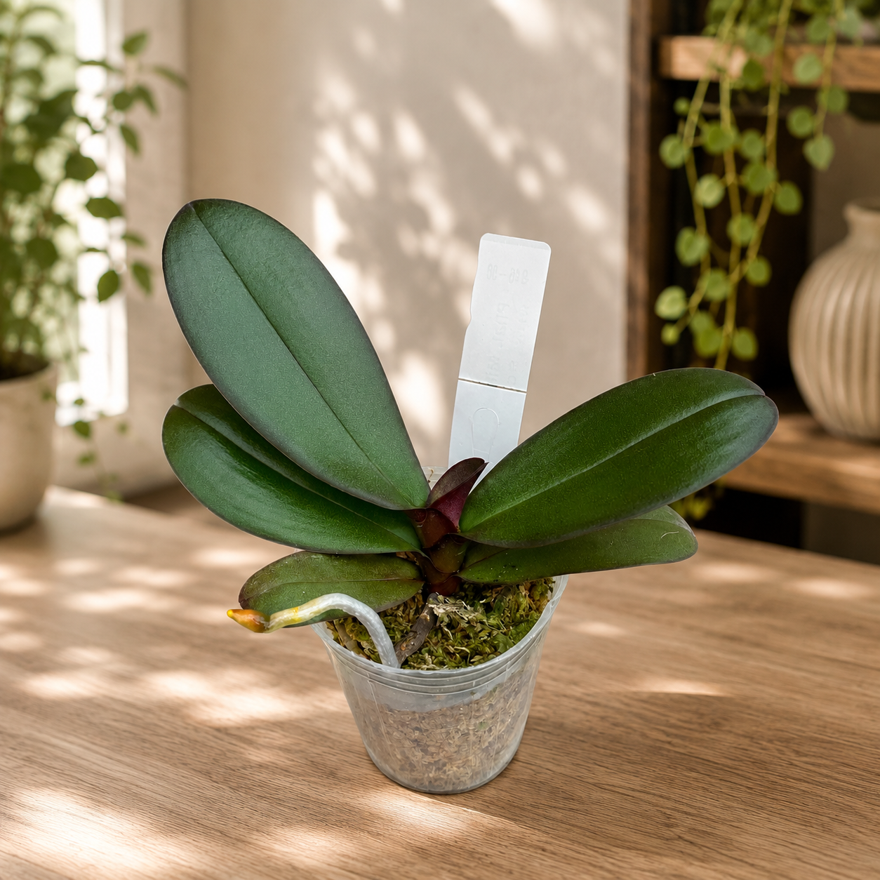 Phalaenopsis Miki Black Queen '3107'