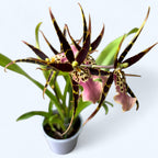 Miltassia (Bratonia) Shelob Tolkien Pink - flori parfumate