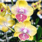 Phalaenopsis Long Pride Kris