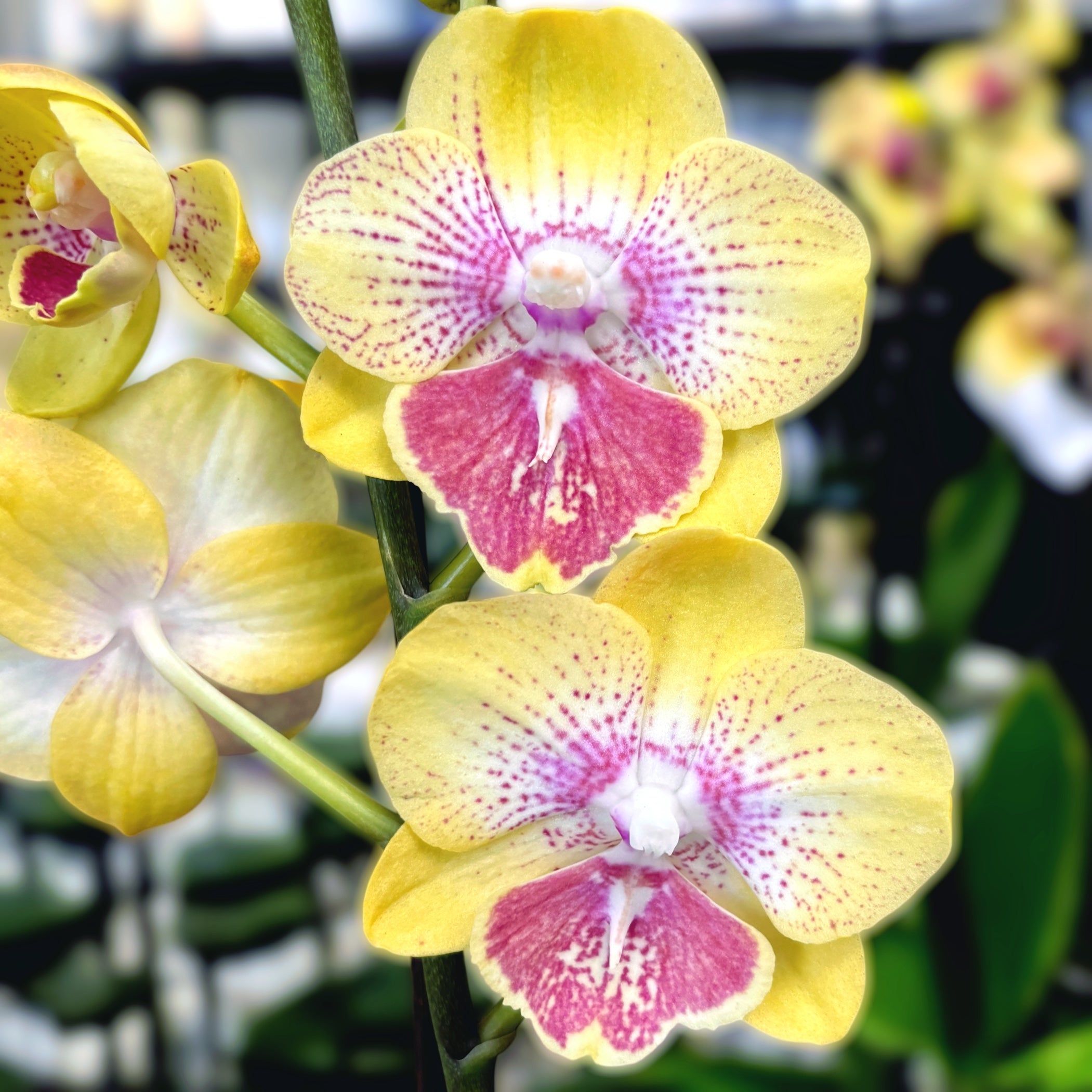 Phalaenopsis Long Pride Kris