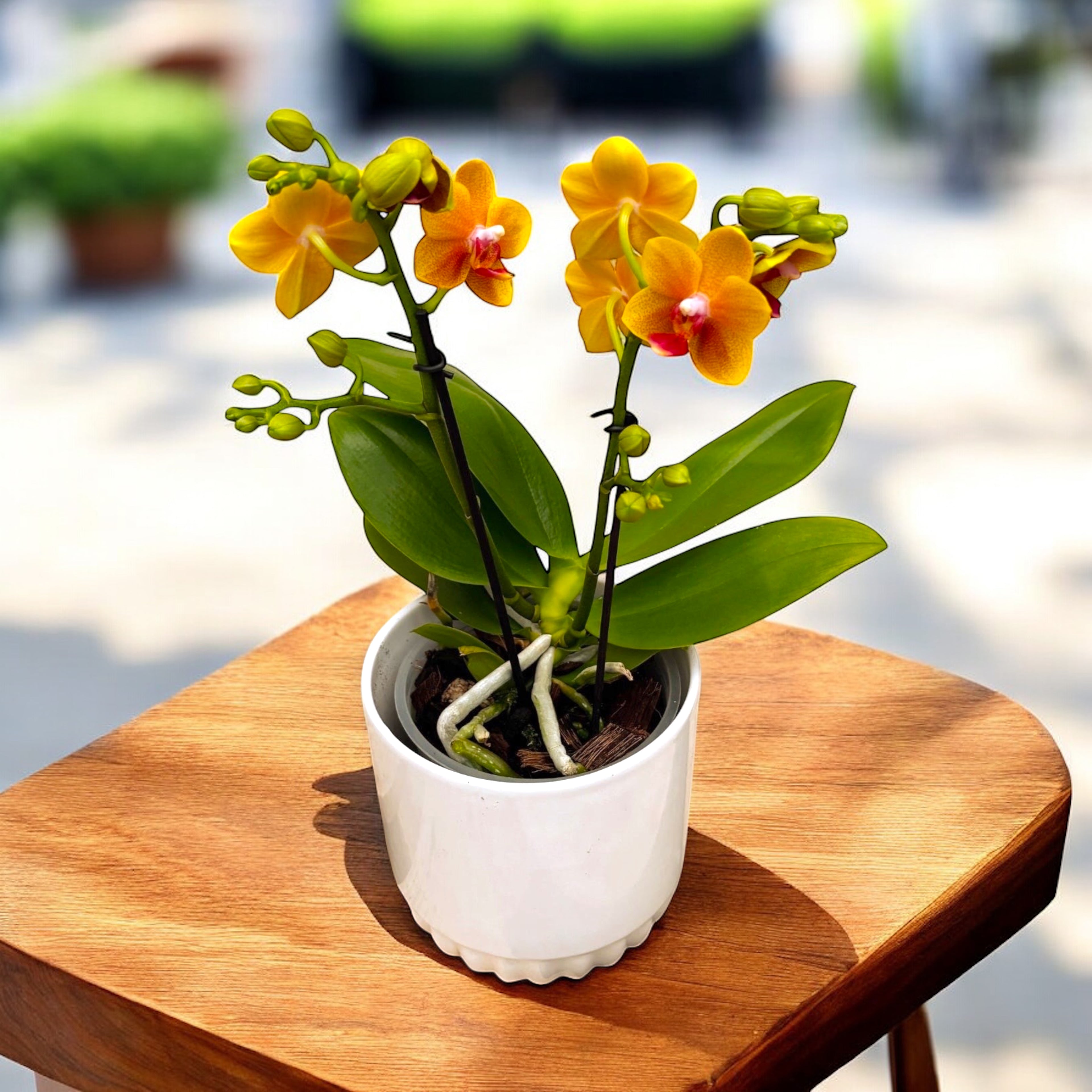 Phalaenopsis Reyoung Romance (Lioulin Orange) - flori parfumate
