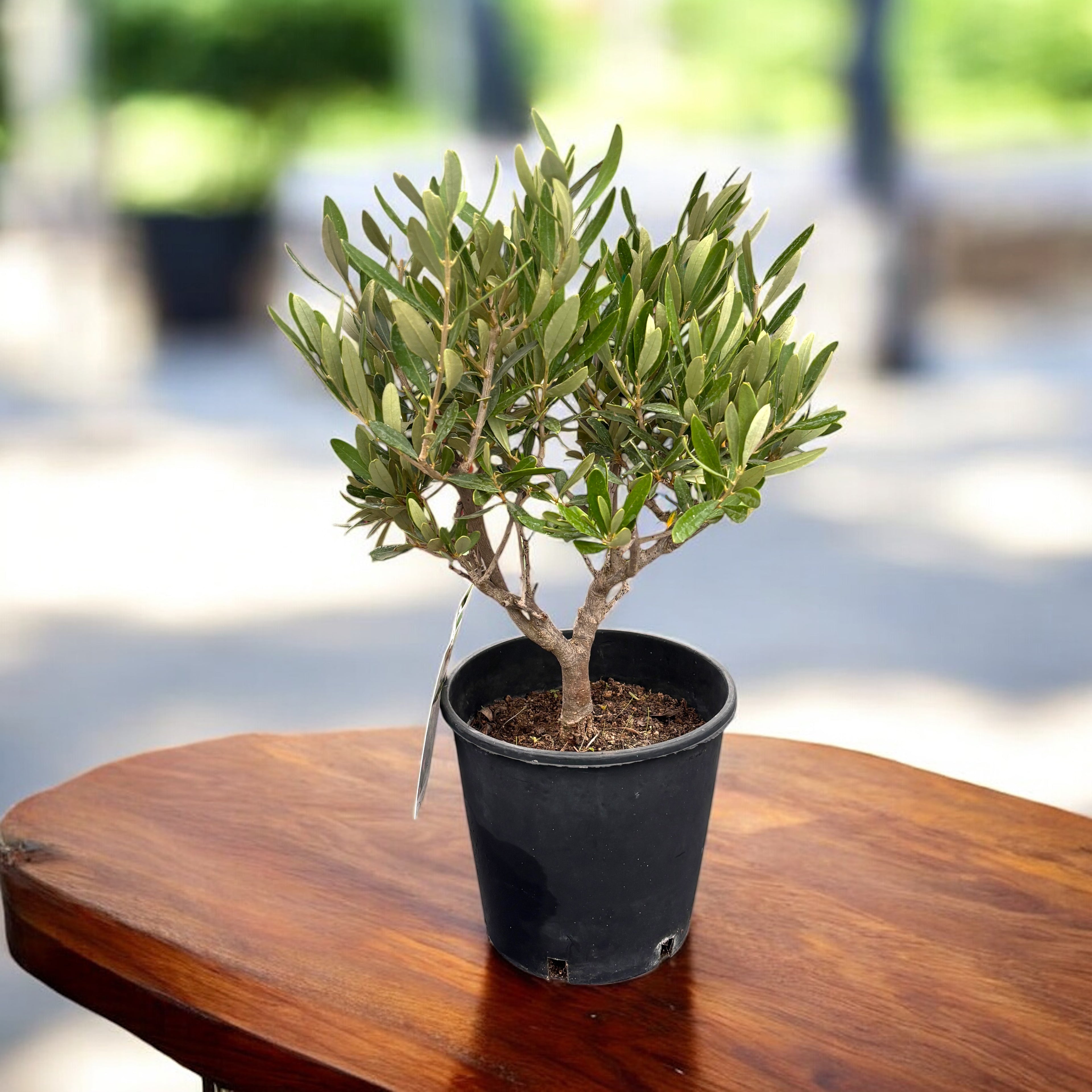 Maslin Bonsai (Olea europaea) – bonsai mediteranean cu port elegant si frunzis argintiu