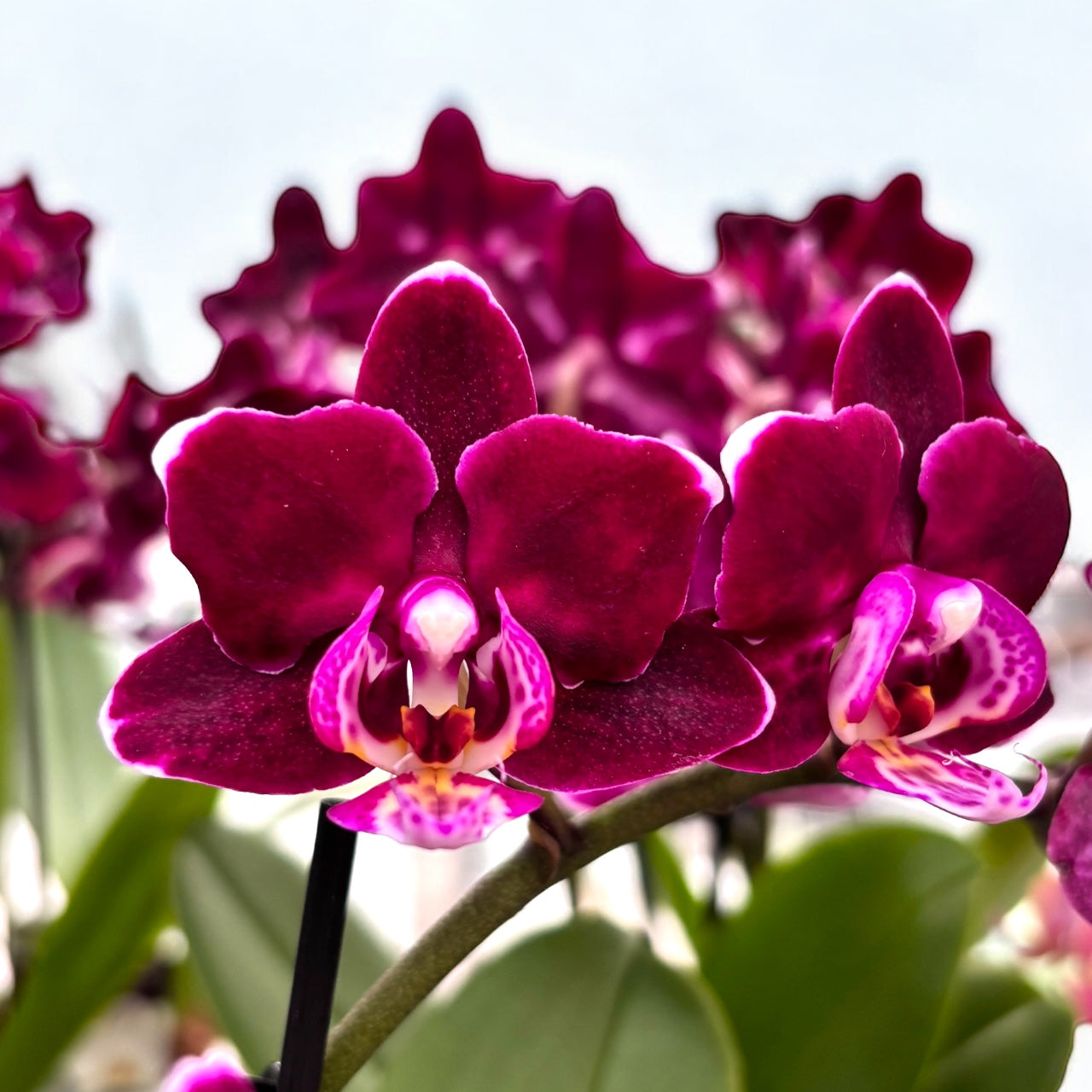 Phalaenopsis Black Aiyah
