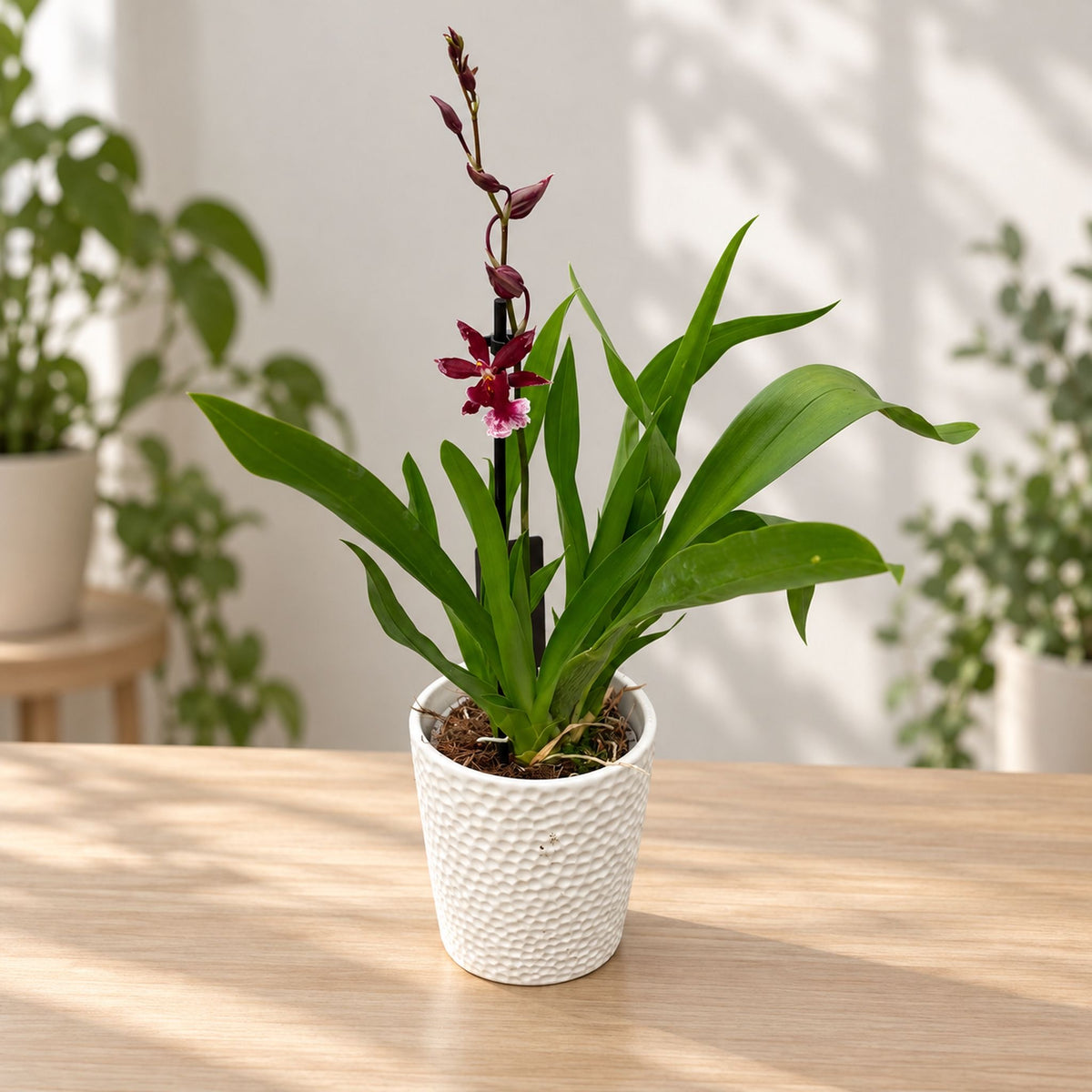 Geurende Burrageara Lazio Red (Barrocco® Red)