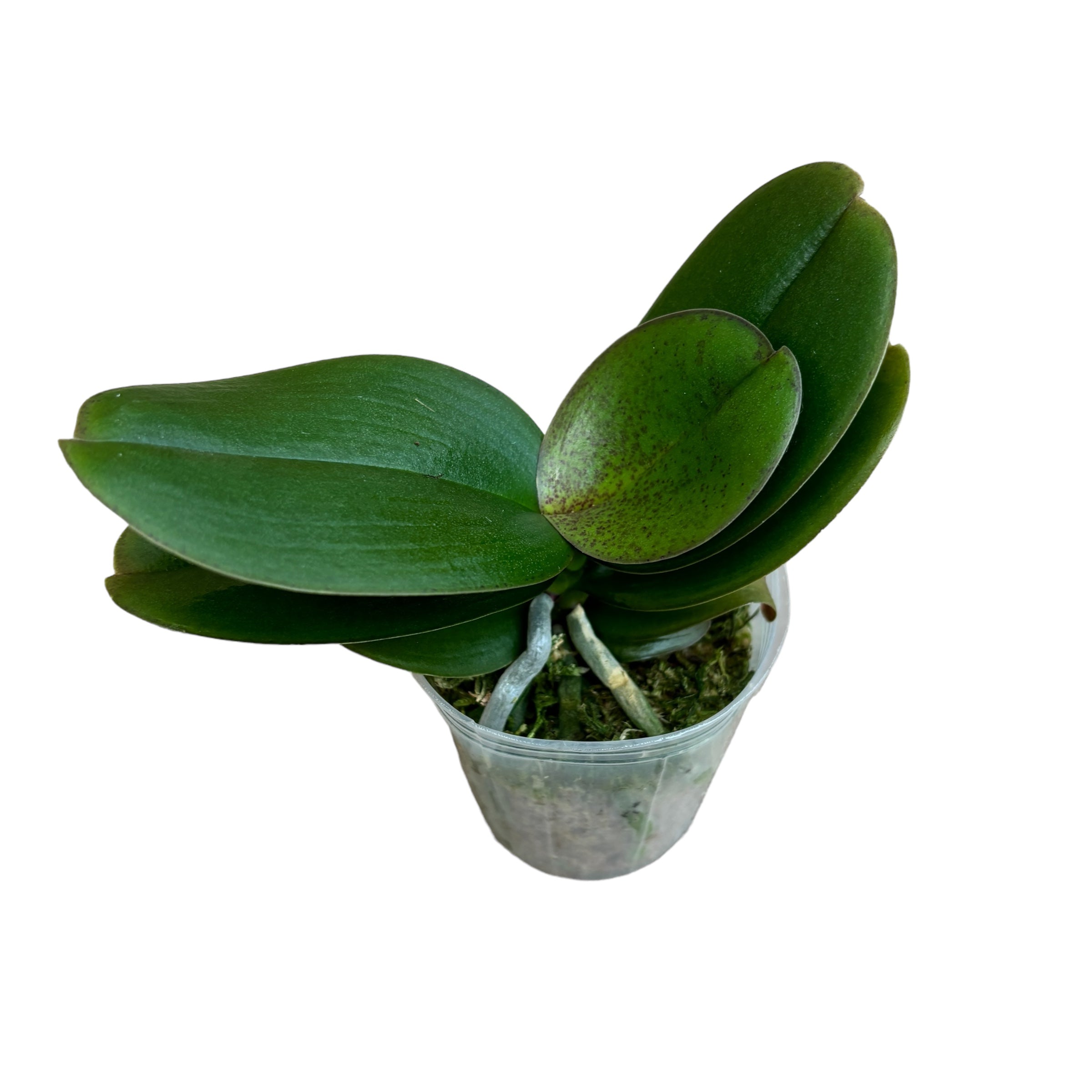 Phalaenopsis Kaoda Twinkle '1442'