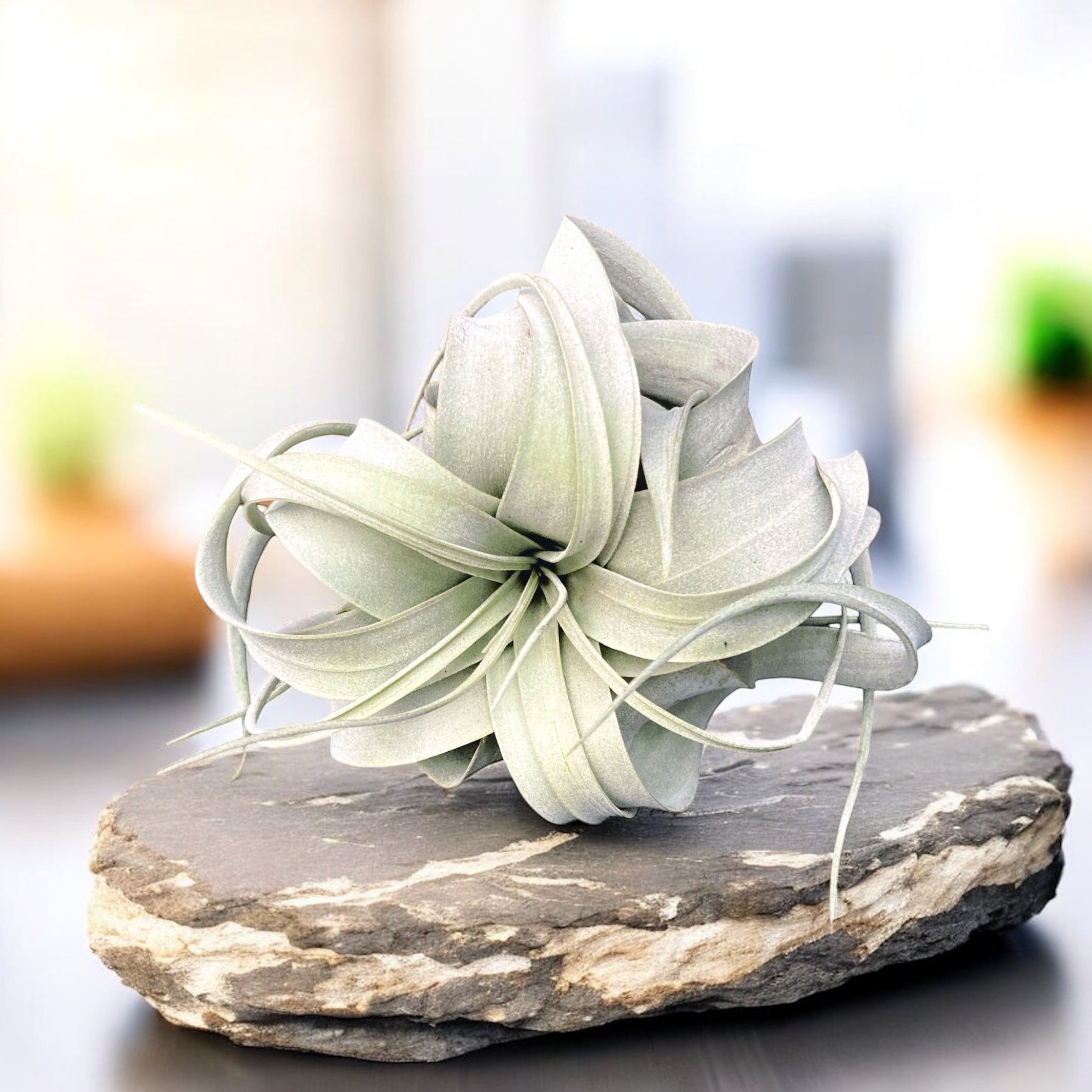 Tillandsia Xerographica - airplant – Secret Garden Plant Shop