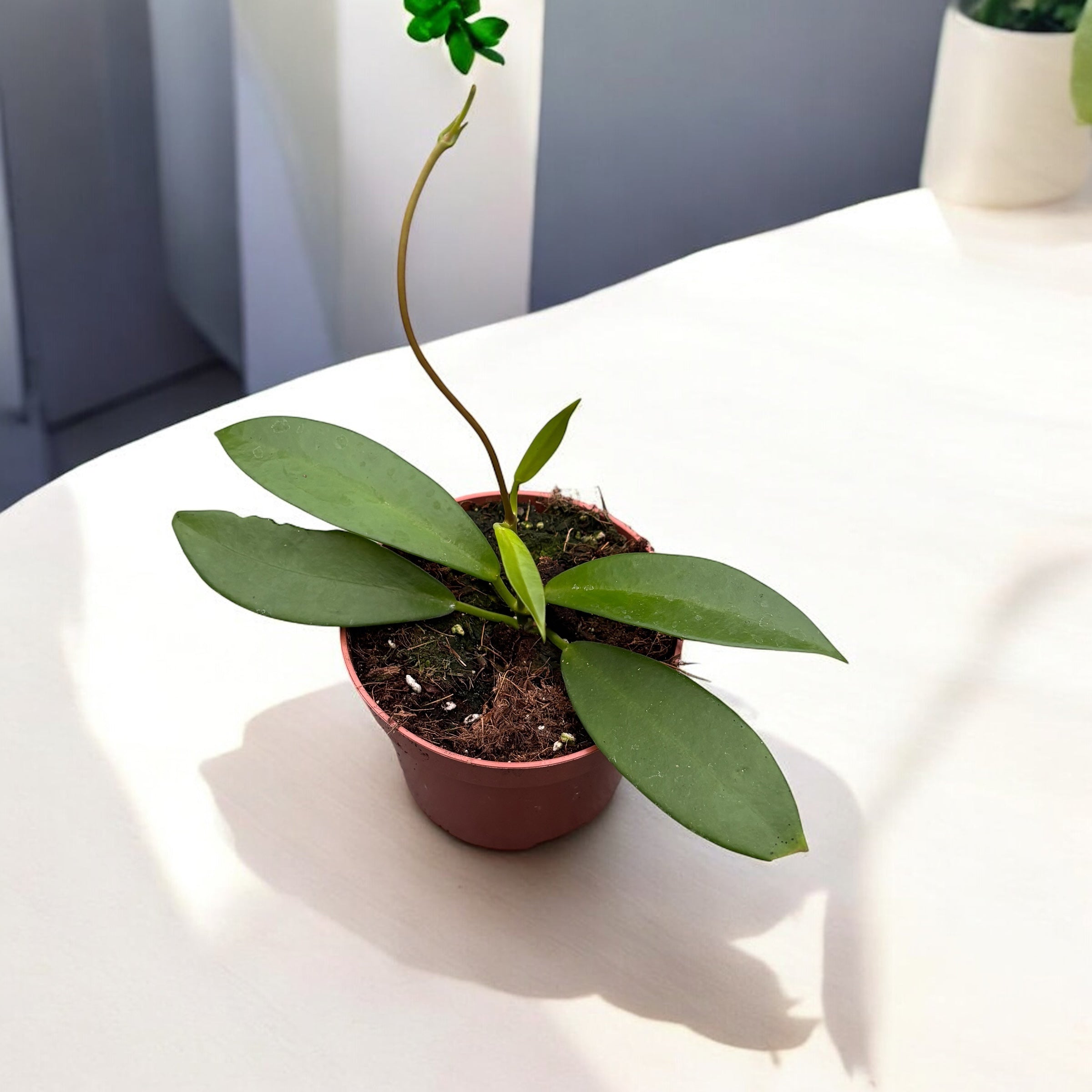 Hoya pubicalyx 'Black Dragon' (Hoya pubicorolla ssp. Anthracina)﻿