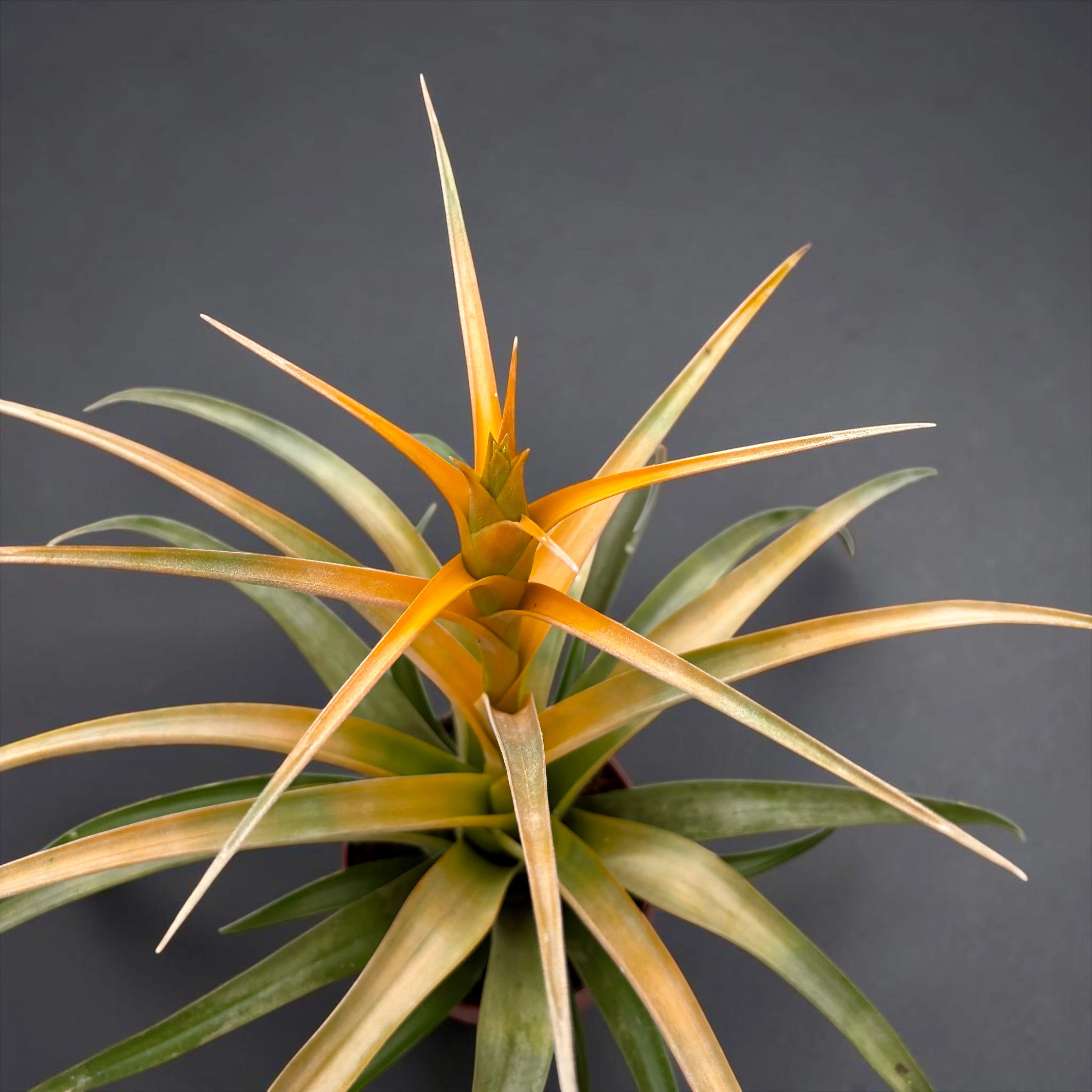 Tillandsia ‘Maya Gold’ – planta aeriana exotica, cu inflorire decorativa