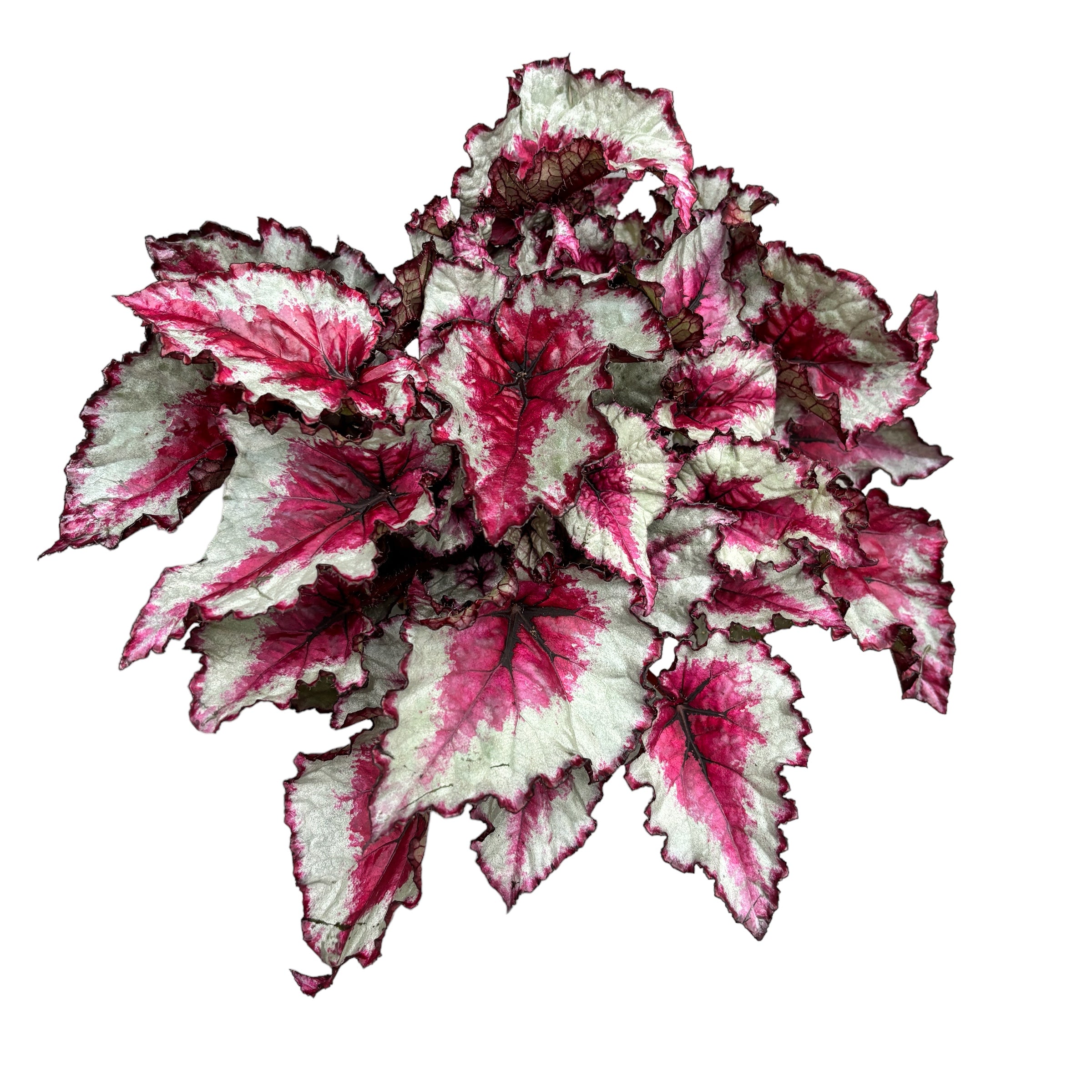 Begonia Rex ‘Caribbean Night’