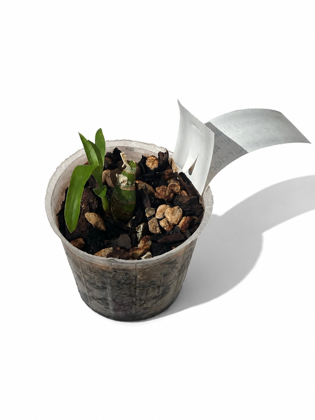 Monnierara Millennium Magic 'Witchcraft' AM/AOS - fragrant black orchid