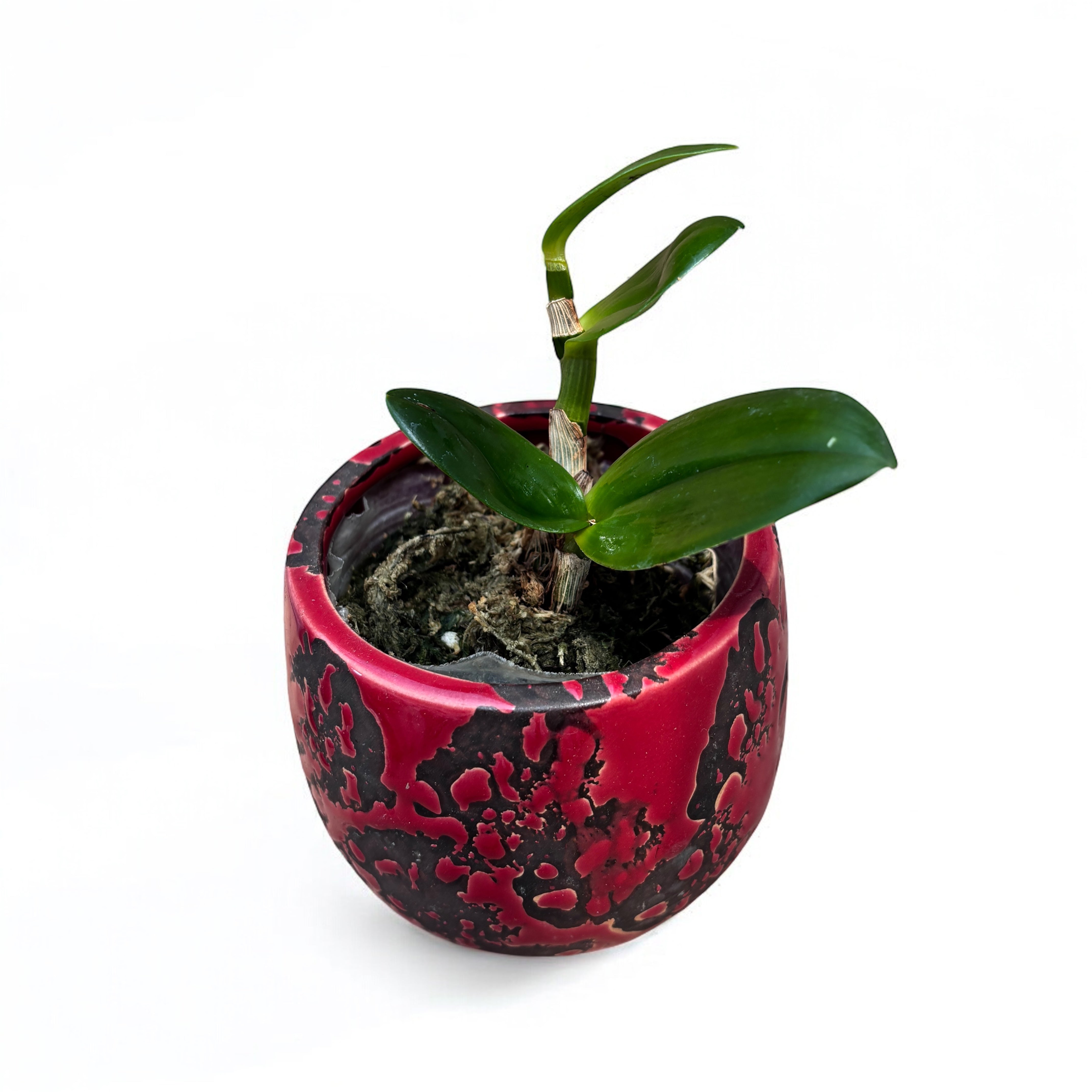 Dendrobium lasianthera – Secret Garden Plant Shop