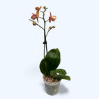 Phalaenopsis Kauai Sunset pelorique - 3 lèvres