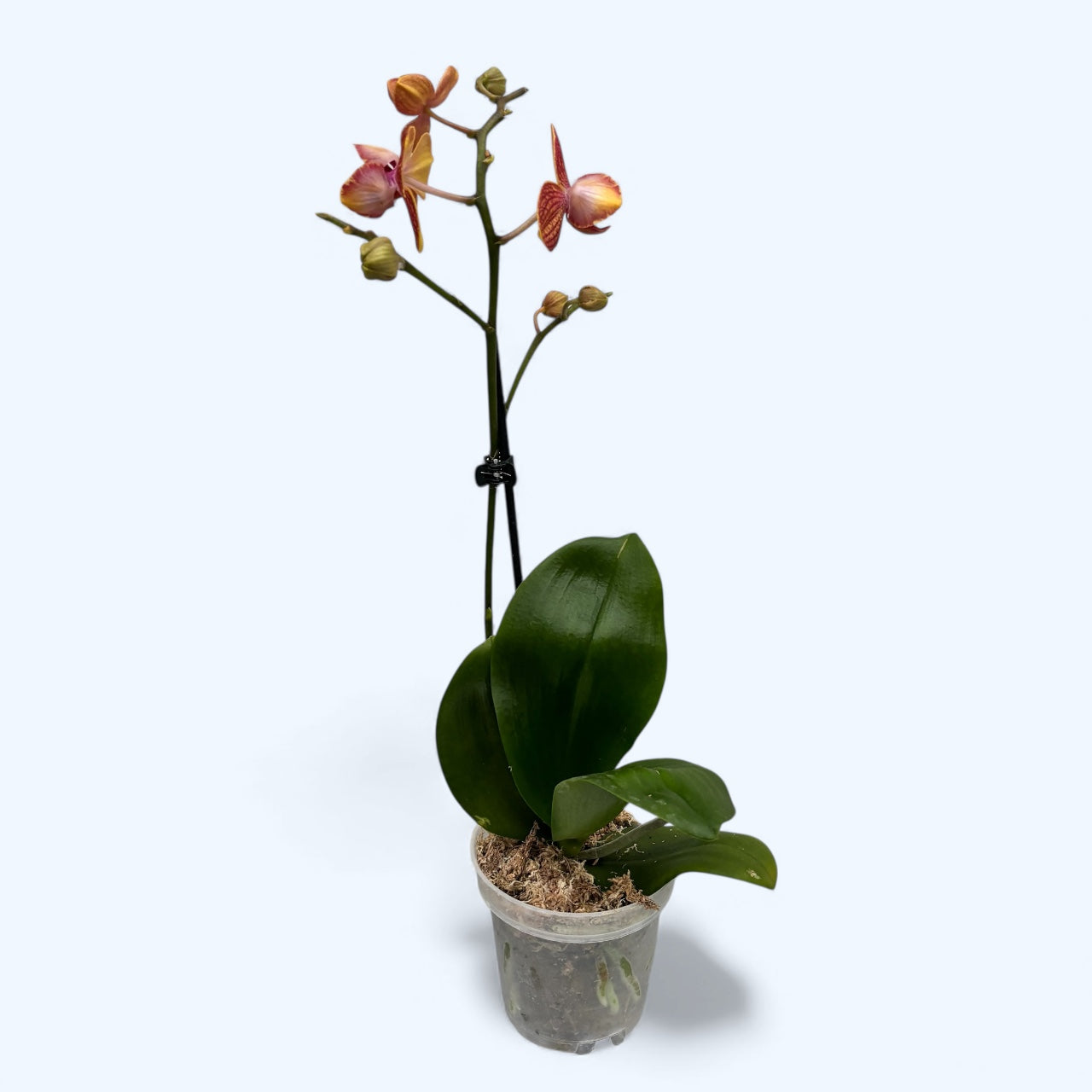 Phalaenopsis Kauai Sunset peloric- 3lips