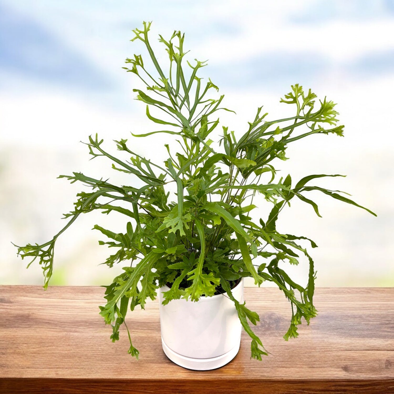 Pteris cretica ‘Roeweri’ – feriga eleganta cu frunze penate, verde intens