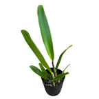 Rlc. Liu's Joyance parfumata