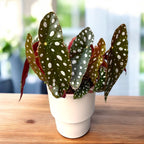 Begonia Maculata var. wightii (Polka Dot Begonia)