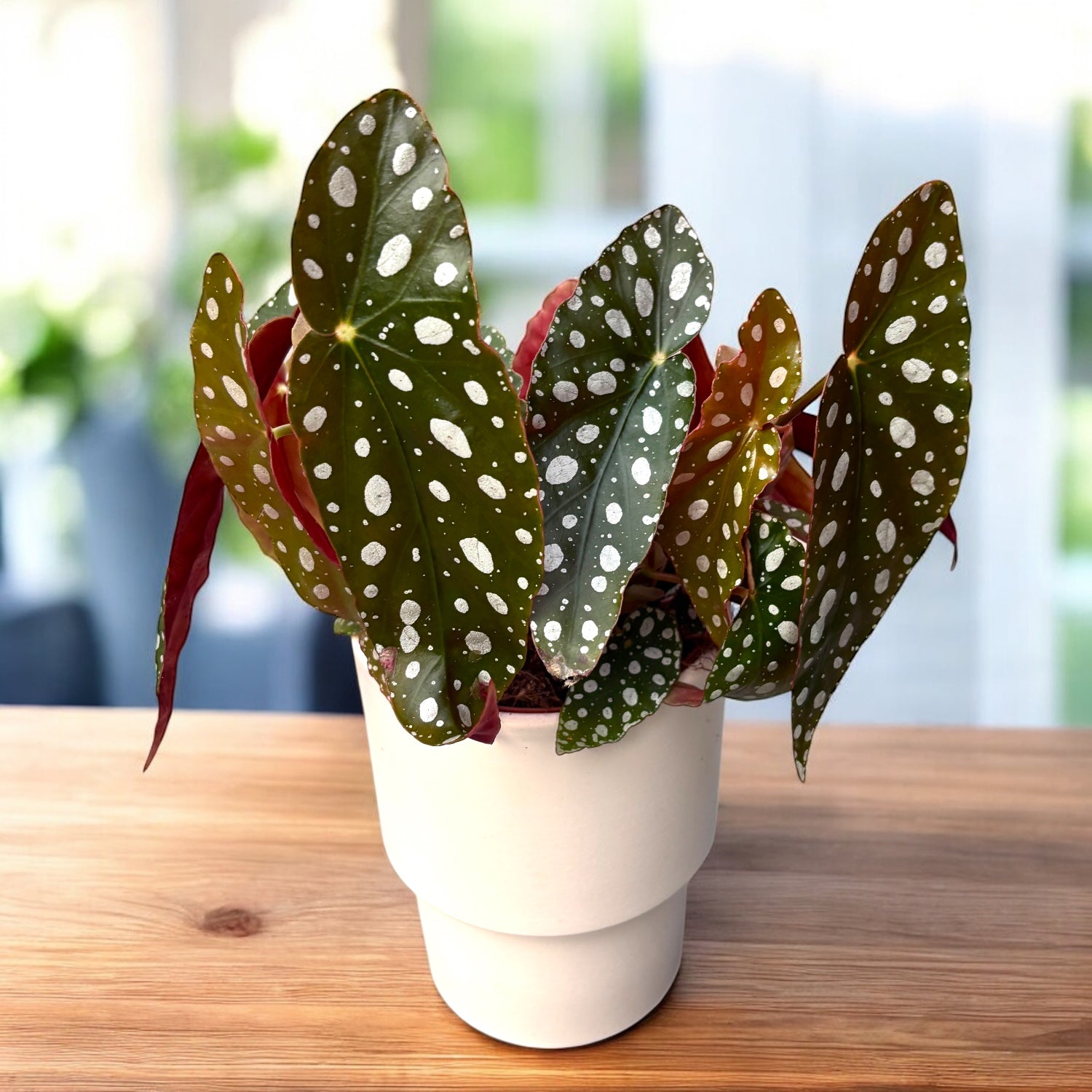 Begonia Maculata var. wightii (Polka Dot Begonia)