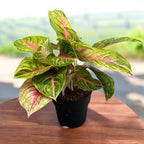 Aglaonema Iguana Red - exemplare XL