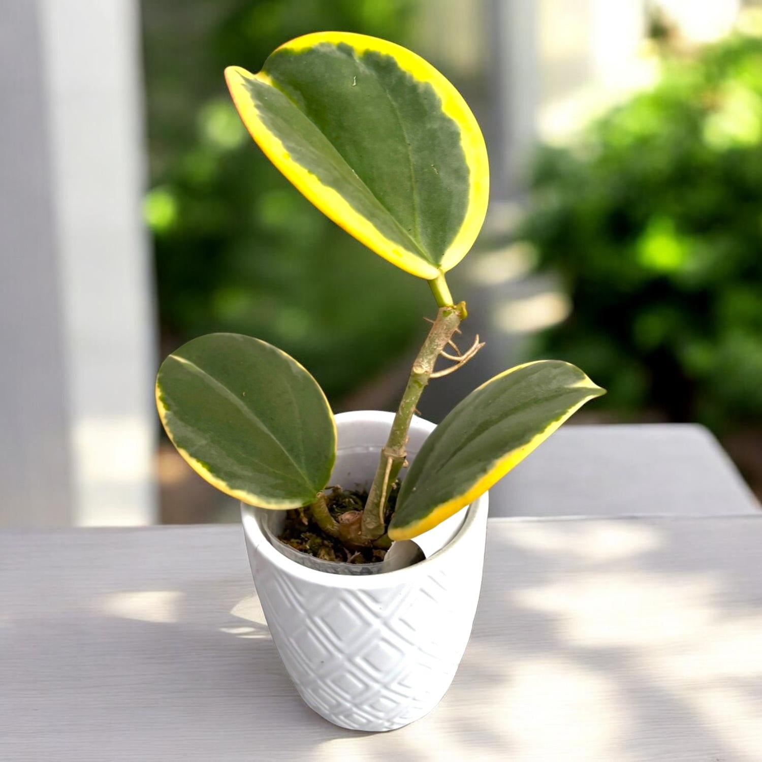 Hoya pachyclada 'Albomarginata' - pachnące kwiaty