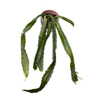 Epiphyllum ackermannii червен (червен орхидеен кактус)