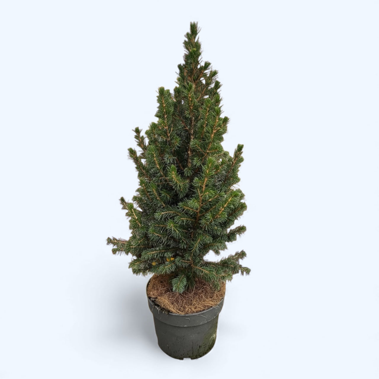 Picea glauca conica H60-65 cm - Brad de Craciun in ghiveci