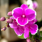 Phalaenopsis Younghome Pinying '0792' big lip