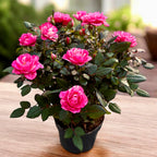 Rosa Twin Colour - pritlikavi vrtnici z dišečimi dvo-barvnimi cvetovi