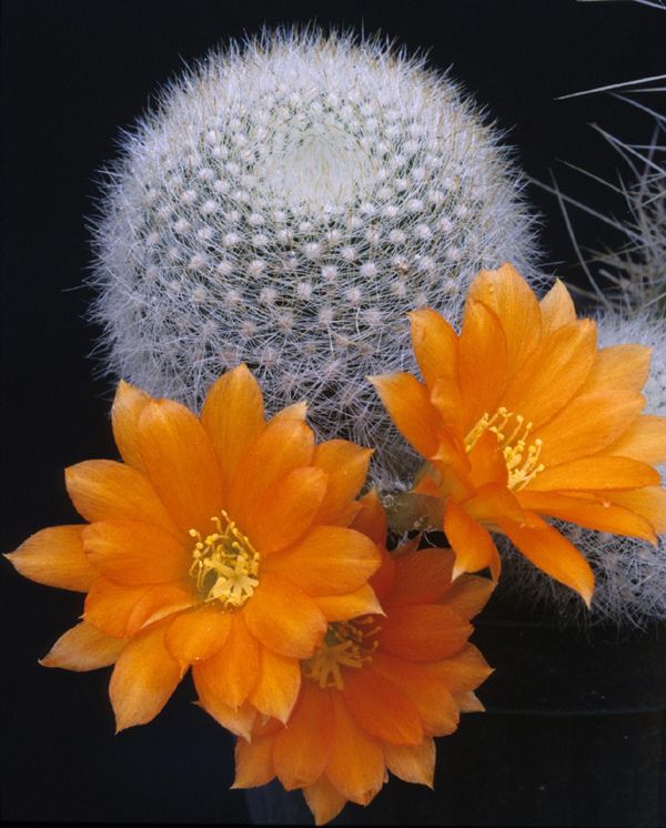 Rebutia muscula