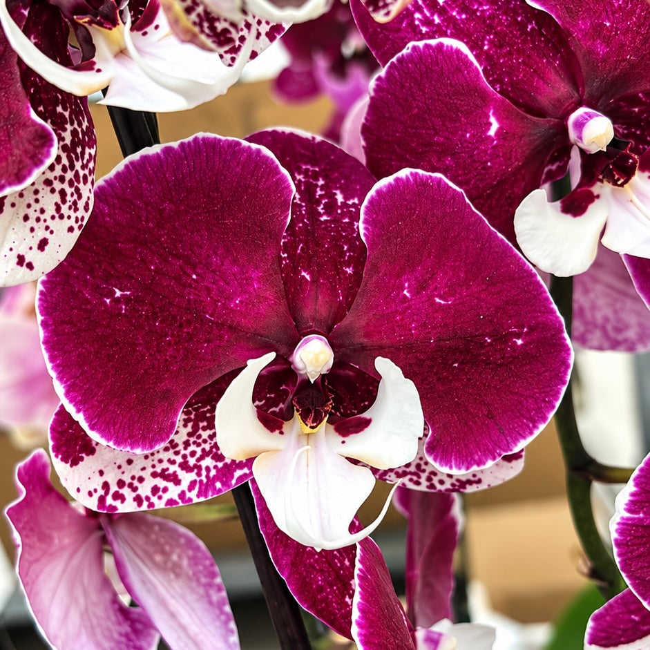 Phalaenopsis Limited #05 big lip