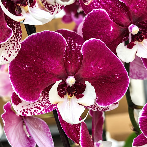 Phalaenopsis Limited #05 z velikim cvetnim ustnom