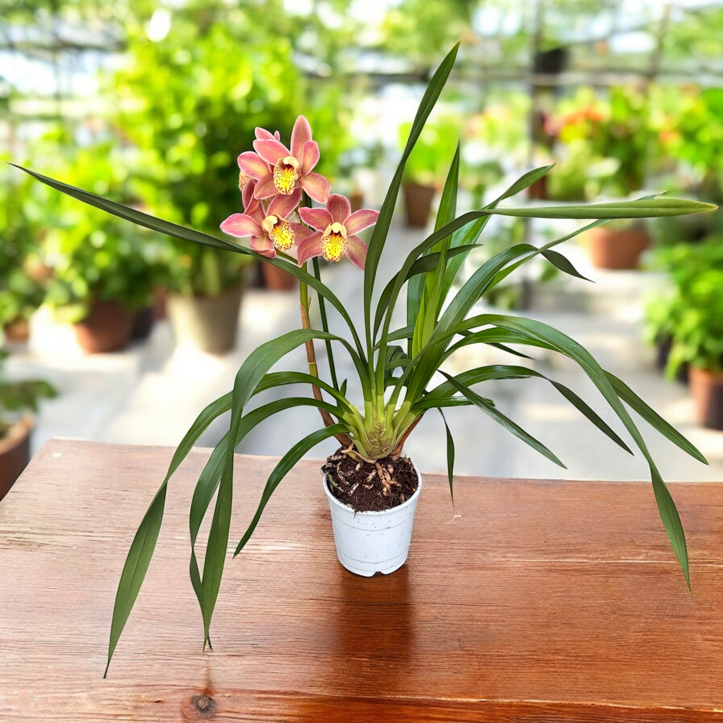 Cymbidium Wilhelmina