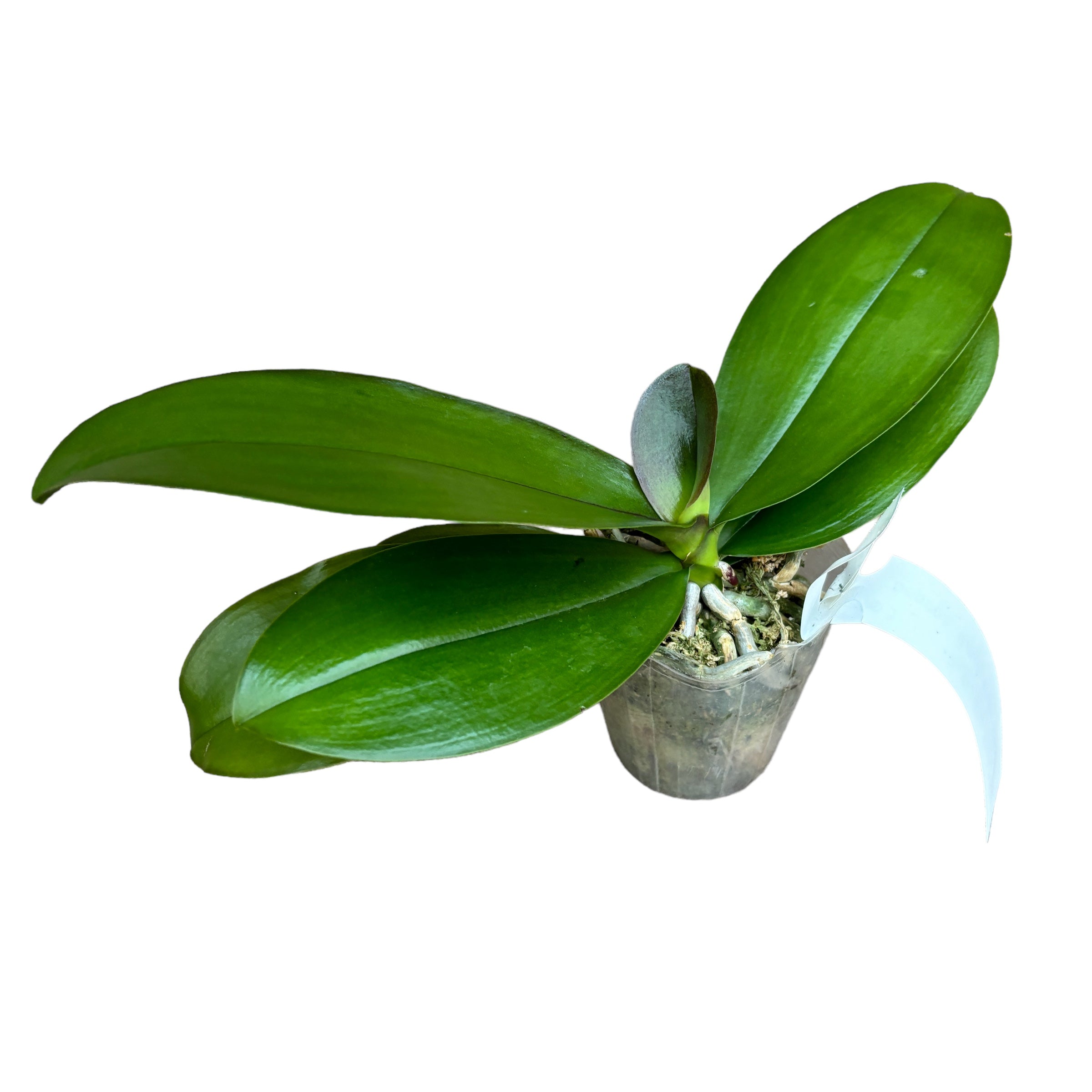 Phalaenopsis Allura 'Voodoo' *geparfumeerd