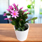 Rhipsalidopsis rosea ‚Pink Fire‘ (rosa Weihnachtskaktus)