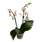 Phalaenopsis Mini Mark