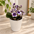 Saintpaulia MyDarling - Violete africane bicolore